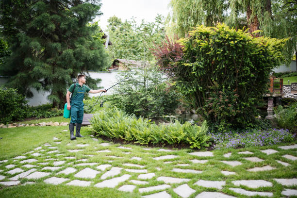 Best Ant Control Services  in Hot Springs Village, AR