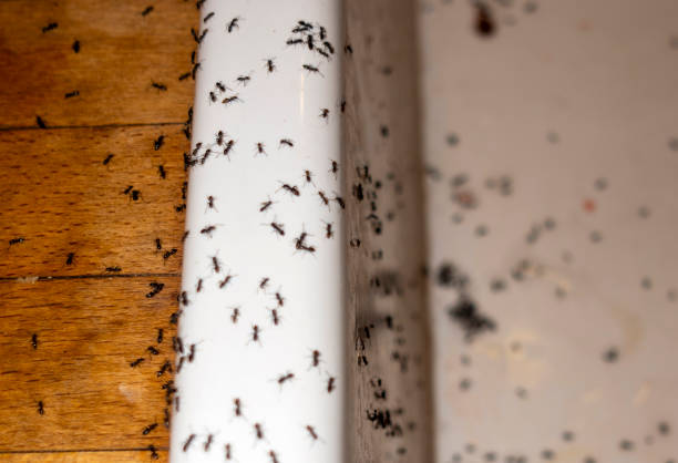 Best Pest Removal Services  in Hot Springs Village, AR